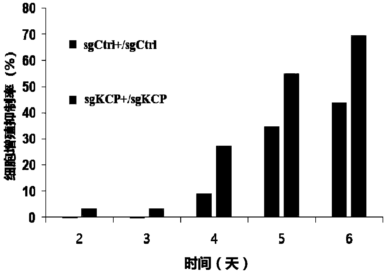 Application of KCP gene in cervical cancer taxol sensibility detection