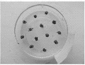 Regeneration method for high-frequency small green ball plants by using induction of new pteris fern