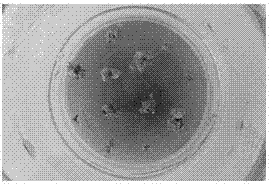 Regeneration method for high-frequency small green ball plants by using induction of new pteris fern