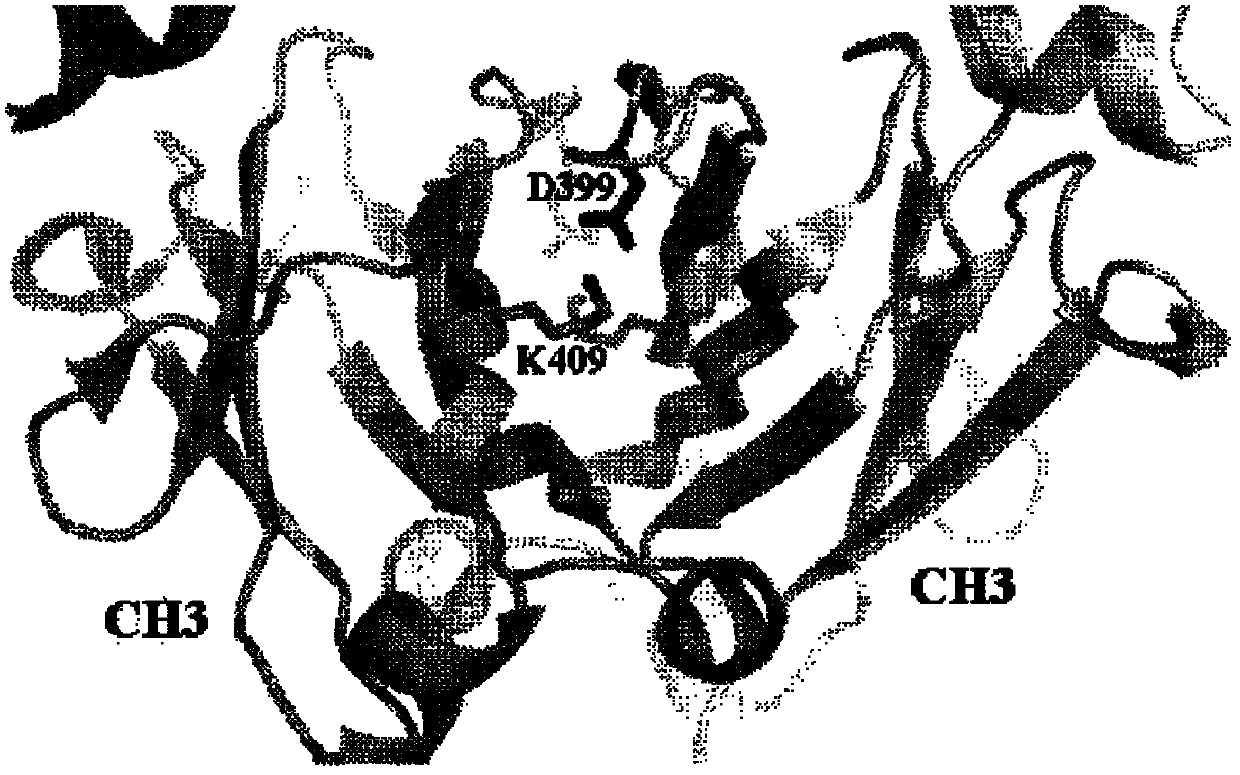 Stabilized Fc polypeptides with reduced effector function and methods of use