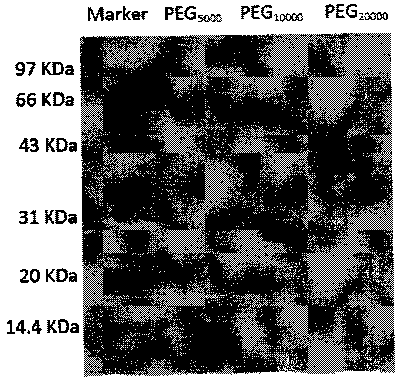 Polyethylene glycol-modified human interferon and human antibacterial peptide fusion protein