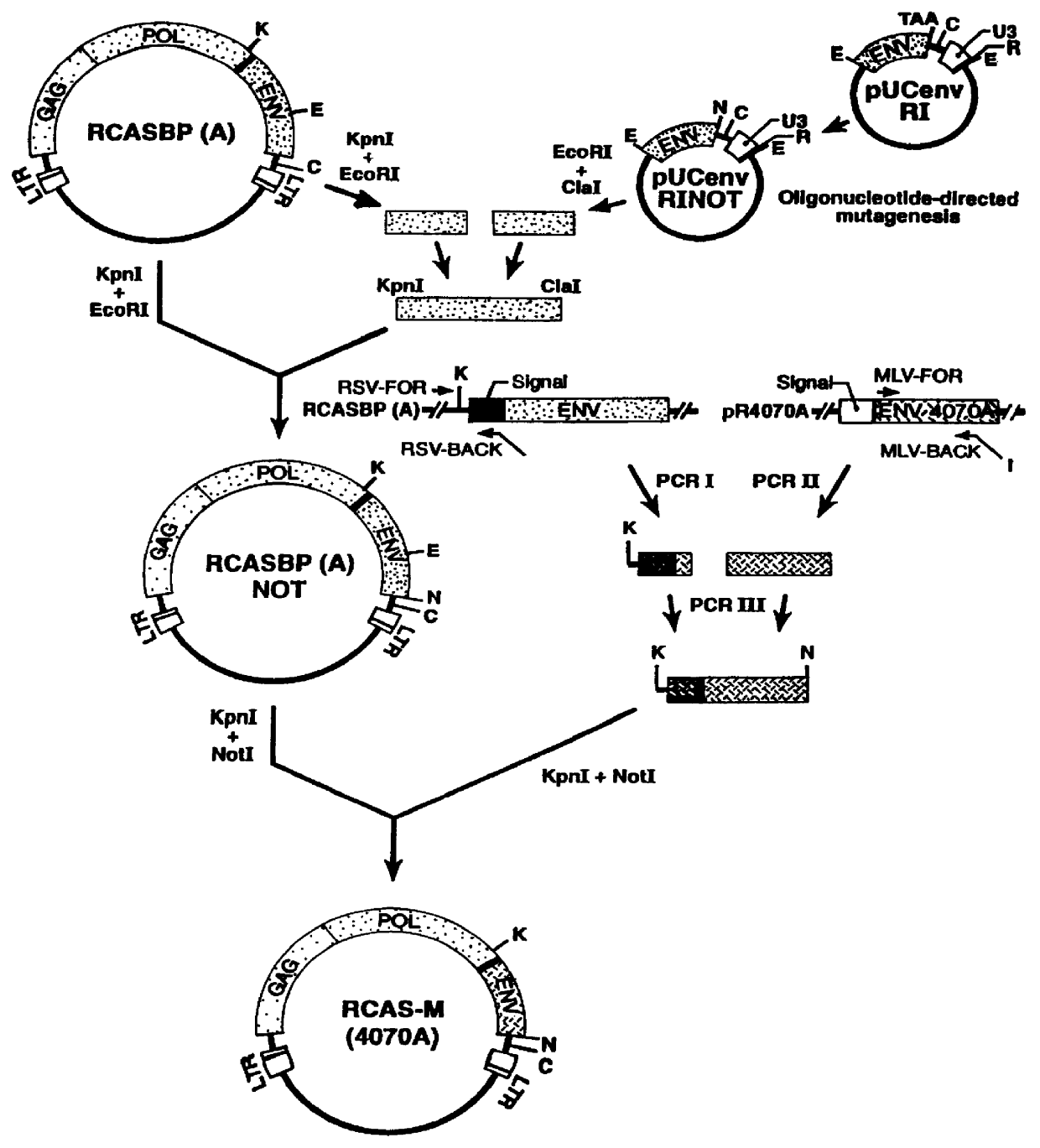 Retrovirus vectors derived from avian sarcoma leukosis viruses permitting transfer of genes into mammalian cells