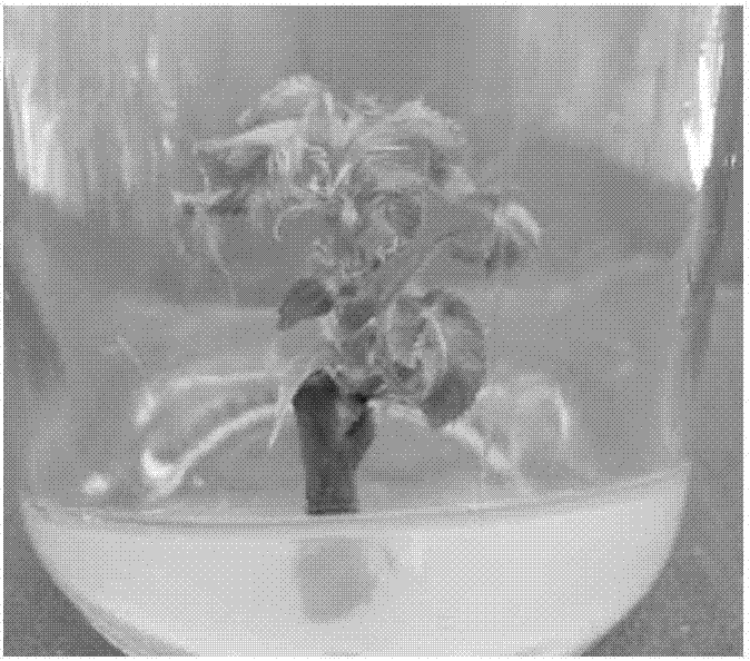 Tissue culture and rapid propagation method for sunlight cherries