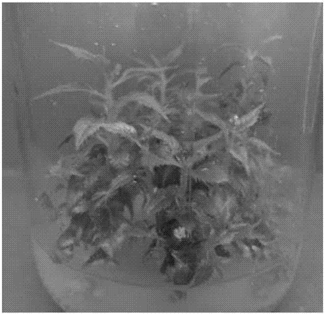 Tissue culture and rapid propagation method for sunlight cherries