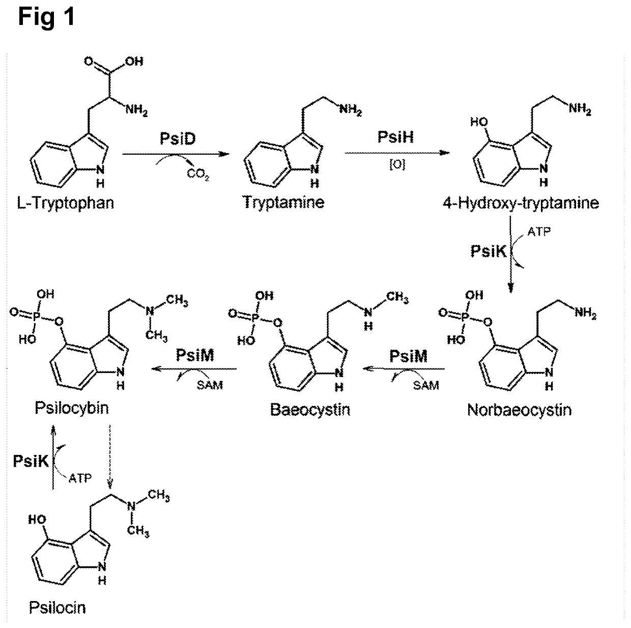 Heterologous production of psilocybin