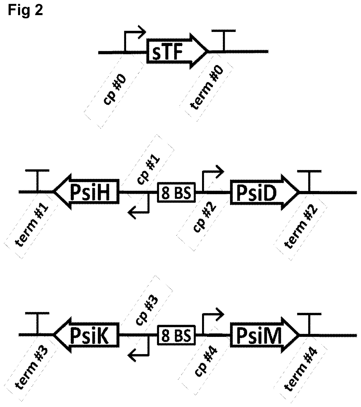 Heterologous production of psilocybin