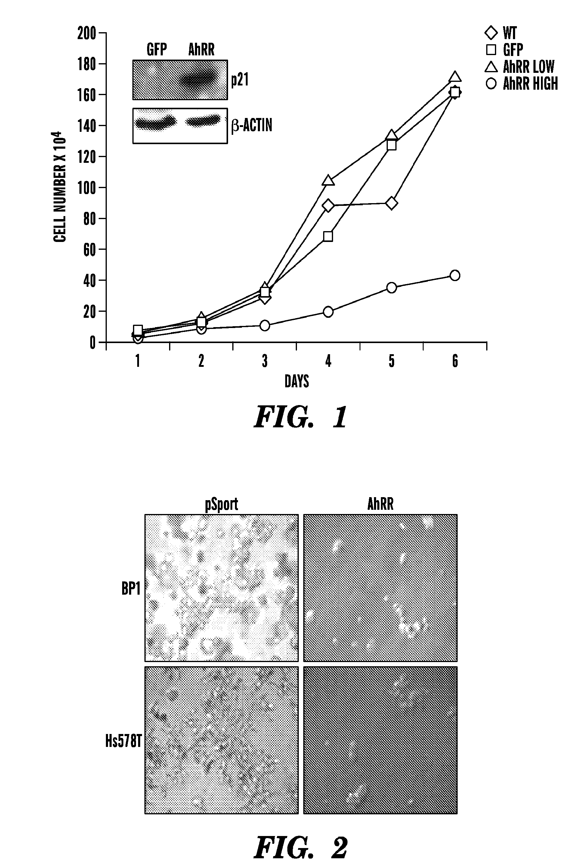 ARYL HYDROCARBON RECEPTOR (AhR) MODIFIERS AS NOVEL CANCER THERAPEUTICS