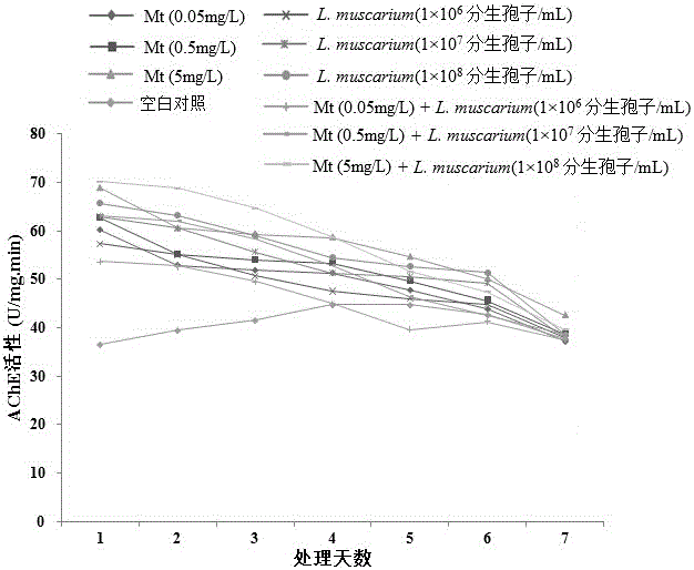 Insecticide jointly using matrine and verticillium lecanii