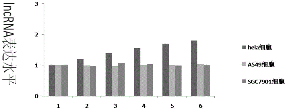 Pharmaceutical composition containing LncRNA and use thereof