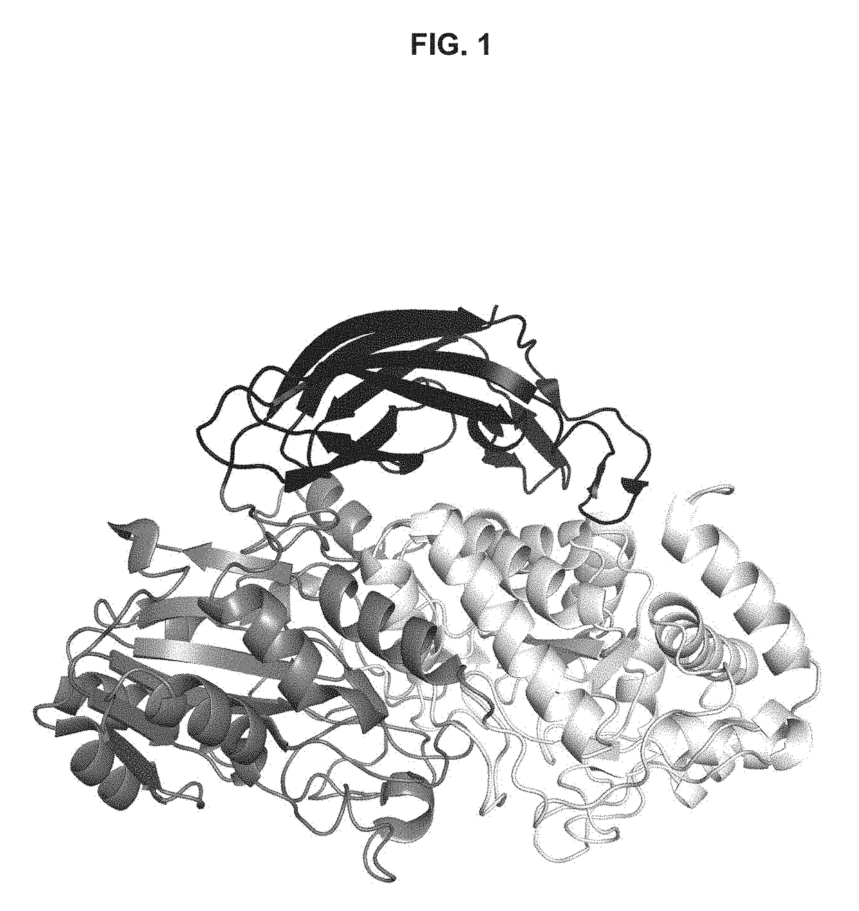 Engineered multifunctional enzymes and methods of use