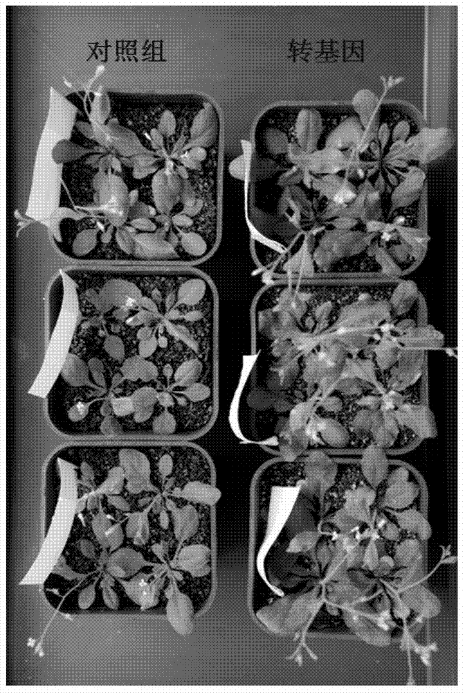 Method for promoting plant growth