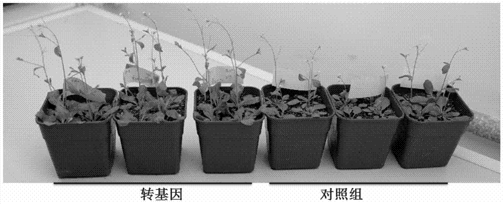 Method for promoting plant growth