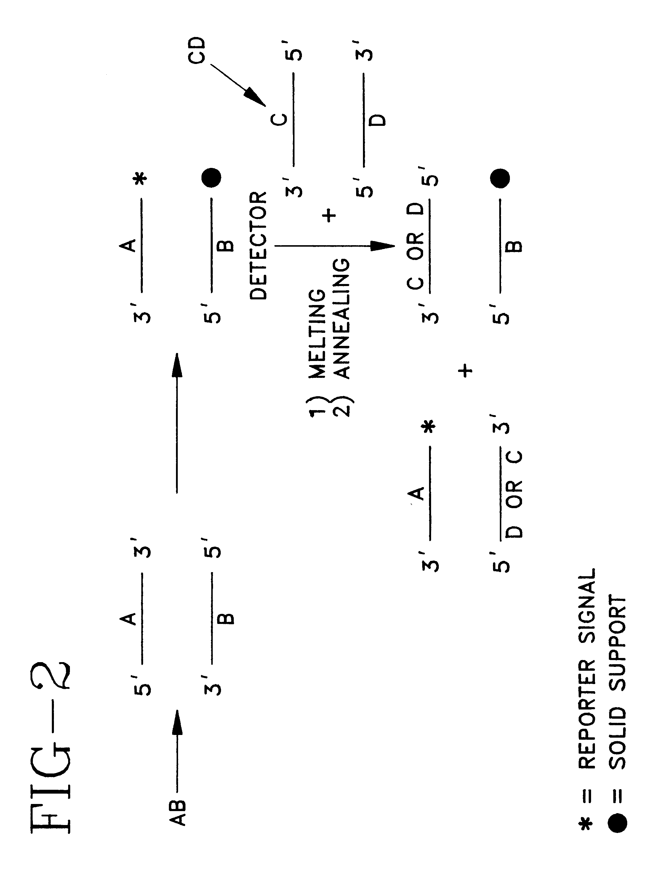 Detector for nucleic acid typing and methods of using the same