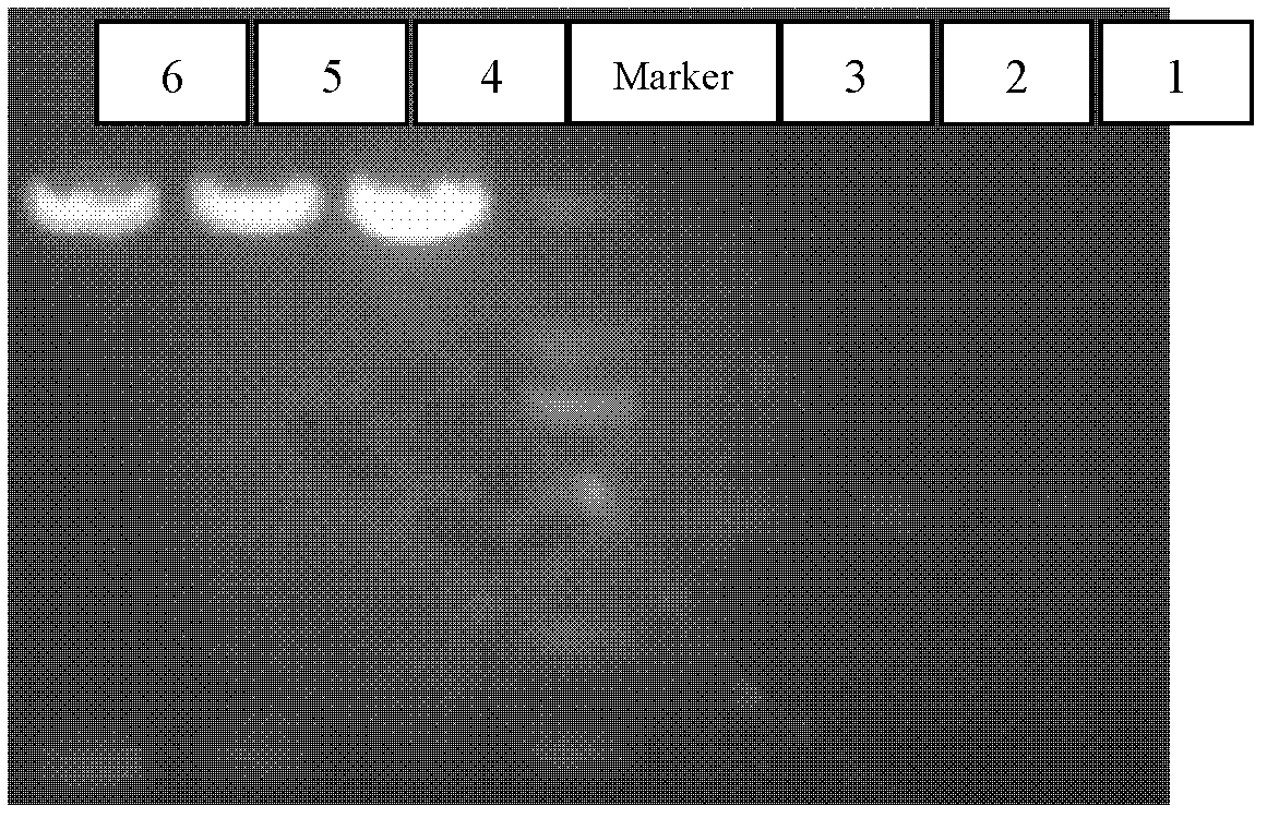 Method for purifying propionibacterium strain plasmid