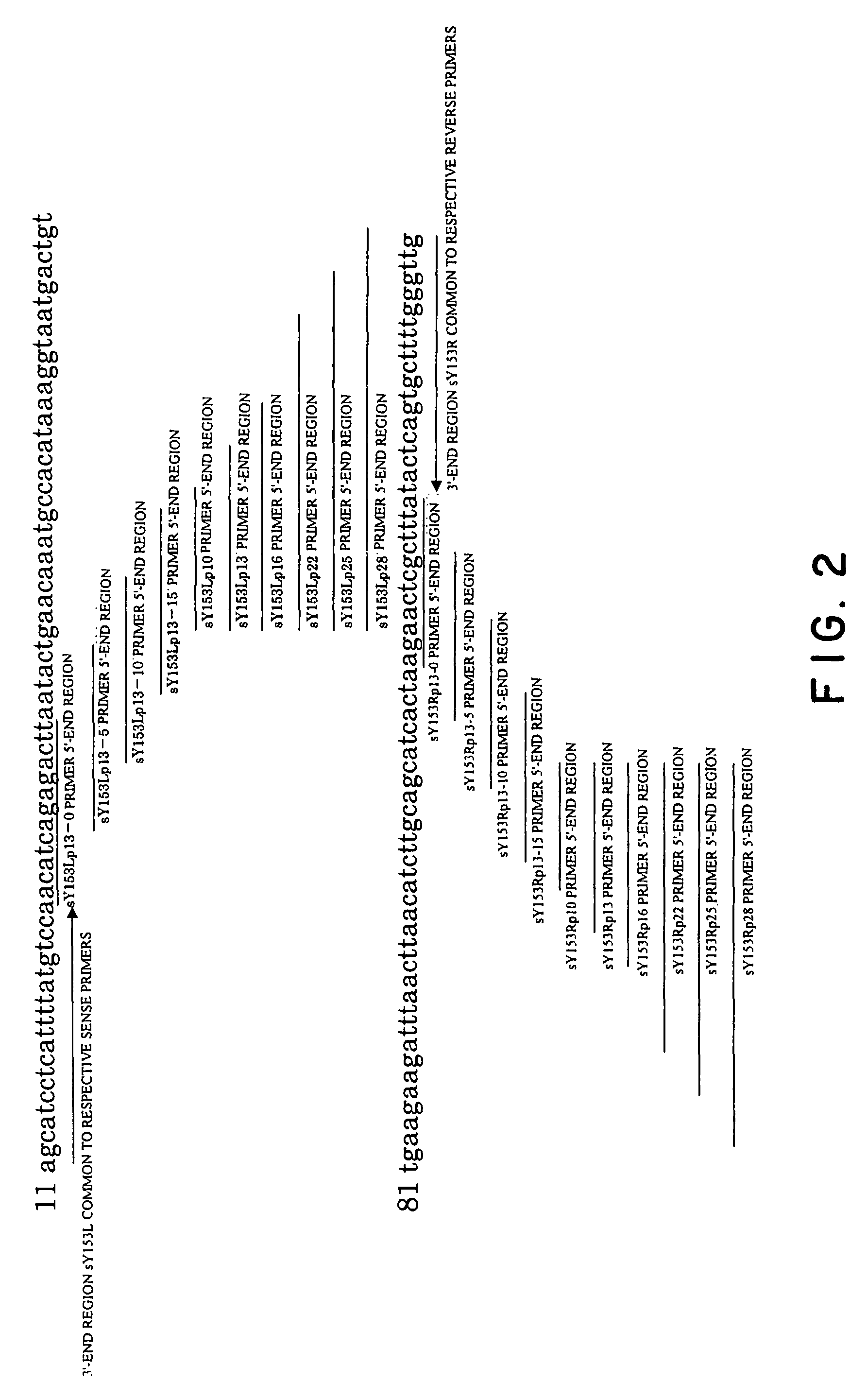 Process for amplifying nucleic acid