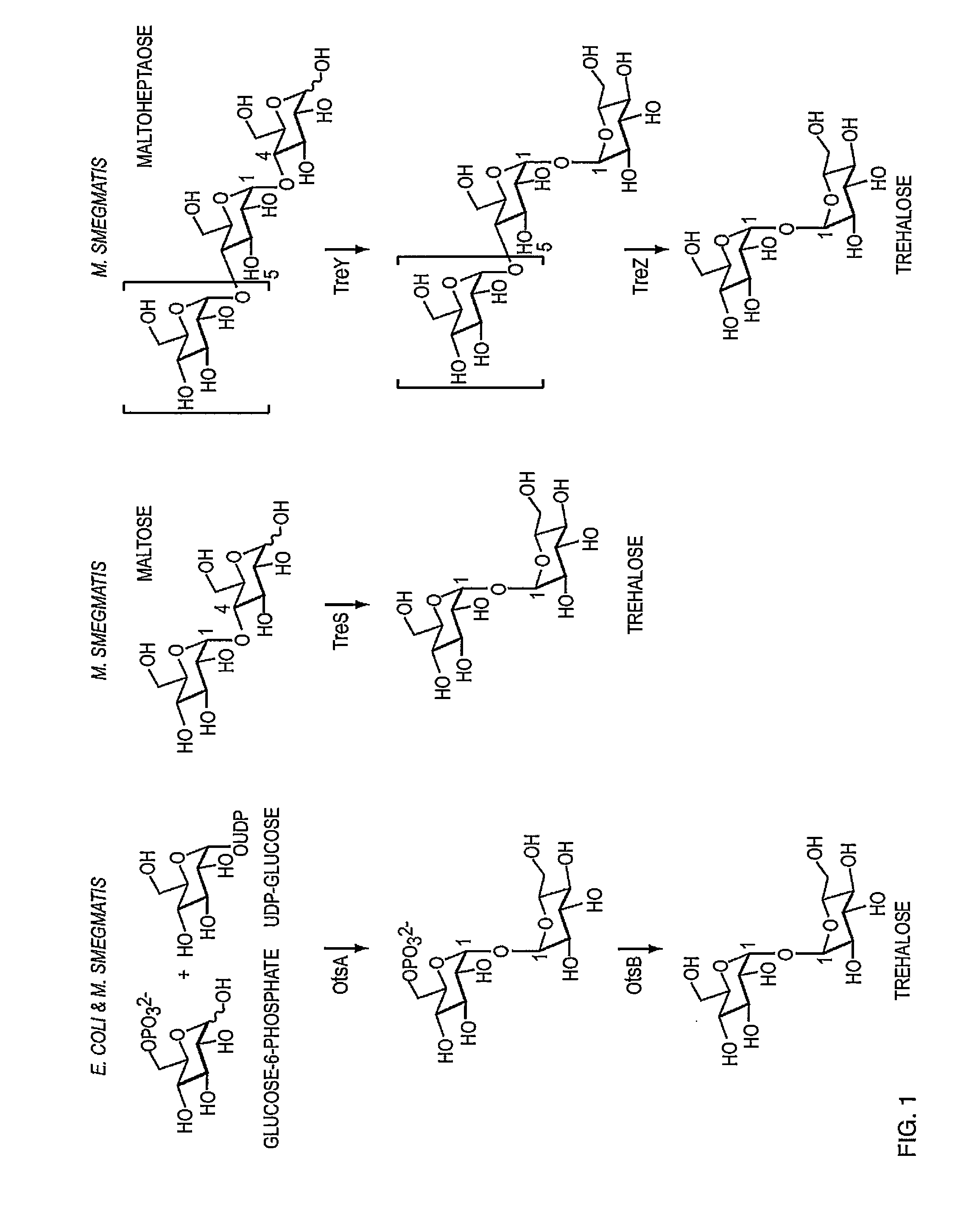 Bacteria with increased trehalose production and method for using the same in bioremediation