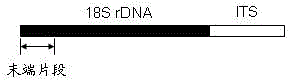 DGGE/TGGE (Denaturing Gradient Gel Electrophoresis/Temperature Gradient Gel Electrophoresis) analysis method of specific 18S rDNA (Deoxyribose Nucleic Acid) fragment without being based on GC clamp strategy