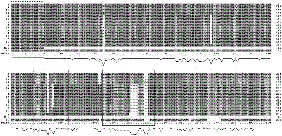 DGGE/TGGE (Denaturing Gradient Gel Electrophoresis/Temperature Gradient Gel Electrophoresis) analysis method of specific 18S rDNA (Deoxyribose Nucleic Acid) fragment without being based on GC clamp strategy