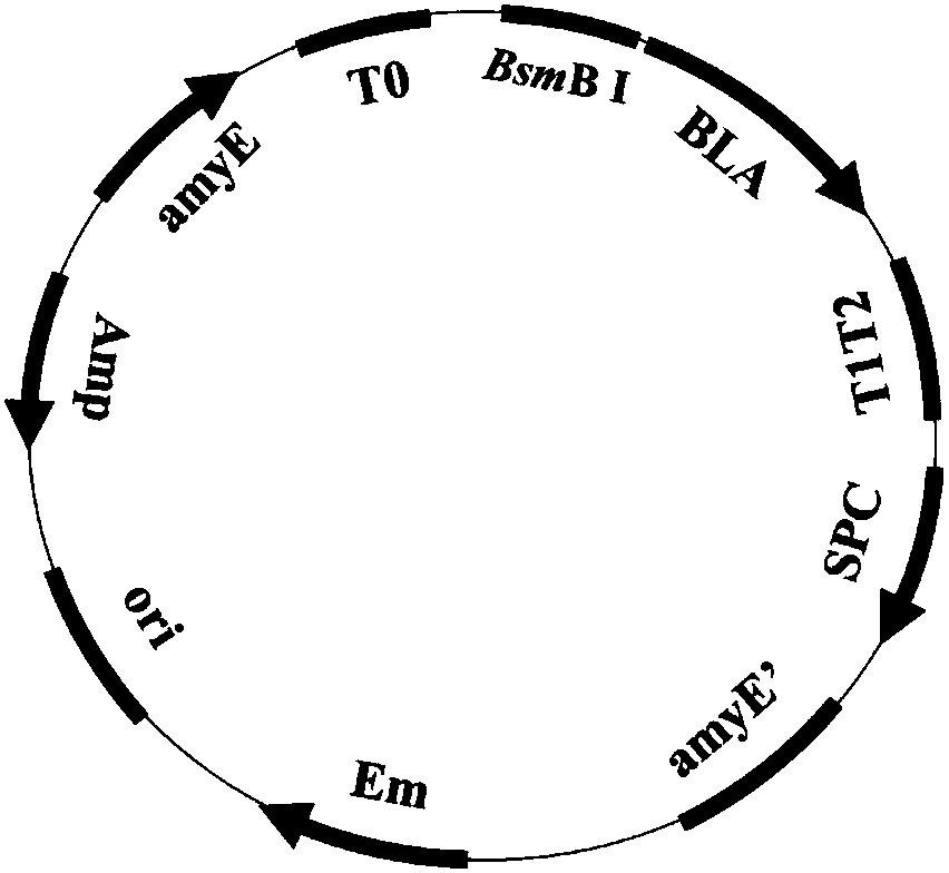 Promoter library and strong promoter for amylase BLA