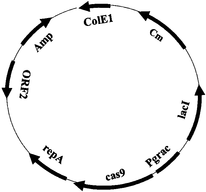 Promoter library and strong promoter for amylase BLA