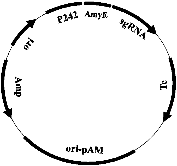 Promoter library and strong promoter for amylase BLA