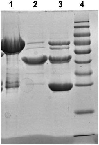 A kind of Pseudomonas aeruginosa recombinant protein pop and its preparation method and application