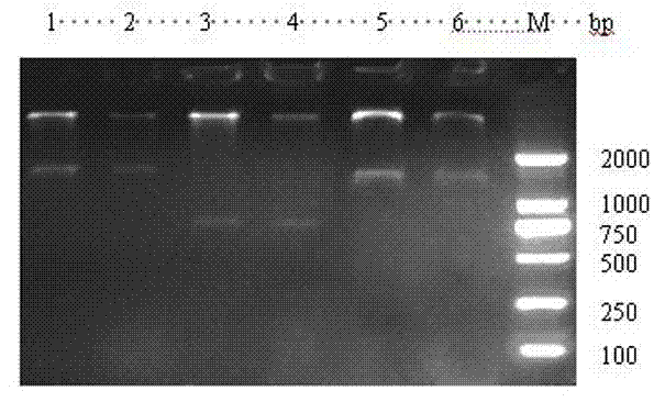 Preparation method of orally-taken vaccine for treatment of hemorrhage of grass carp