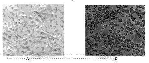 Preparation method of orally-taken vaccine for treatment of hemorrhage of grass carp