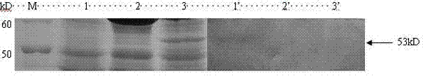 Preparation method of orally-taken vaccine for treatment of hemorrhage of grass carp