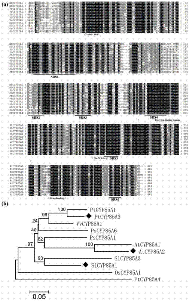 Gene PtCYP85A3 of poplar tree and application