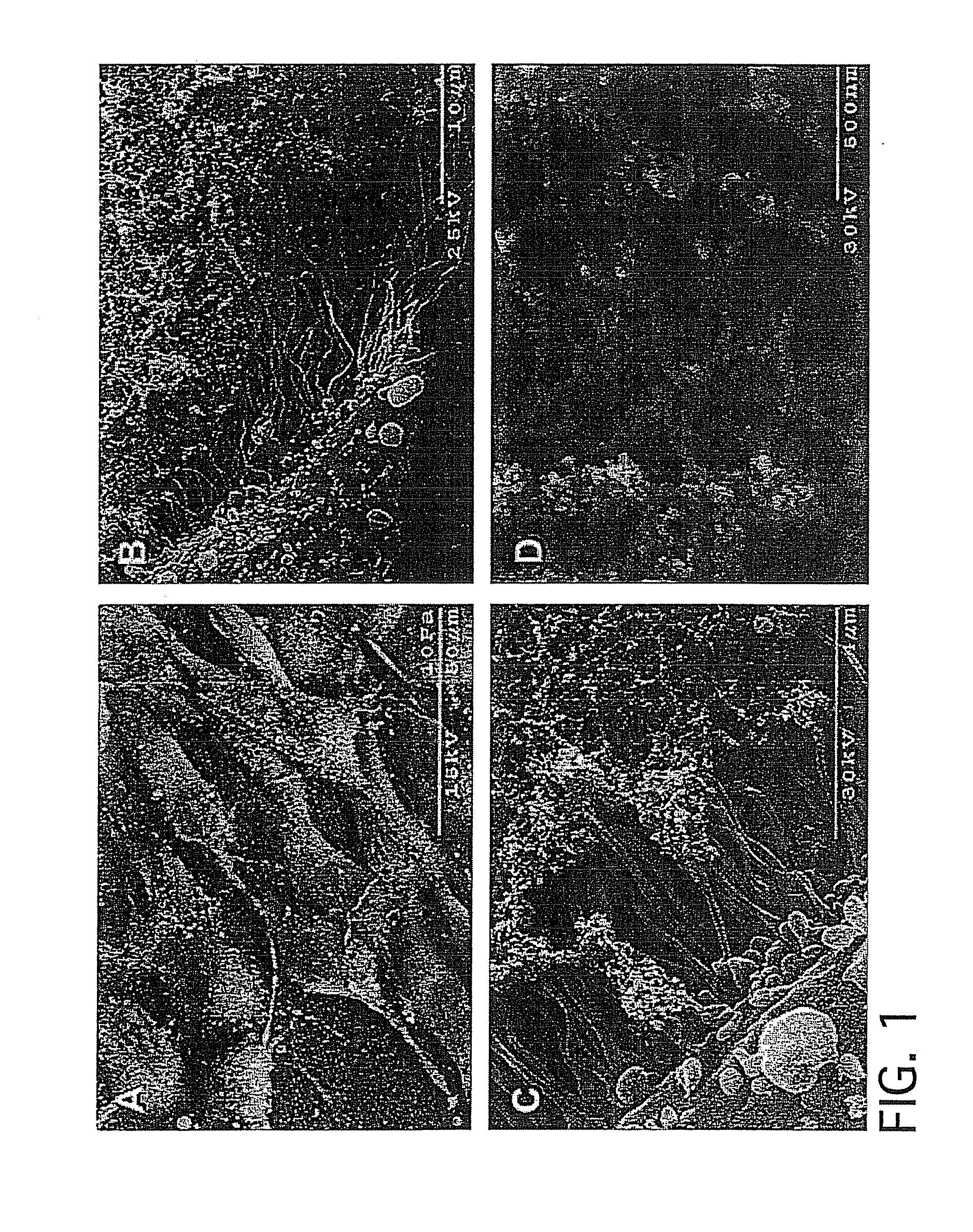 Methods and Apparatus for Manufacturing Plasma Based Plastics and Bioplastics Produced Therefrom