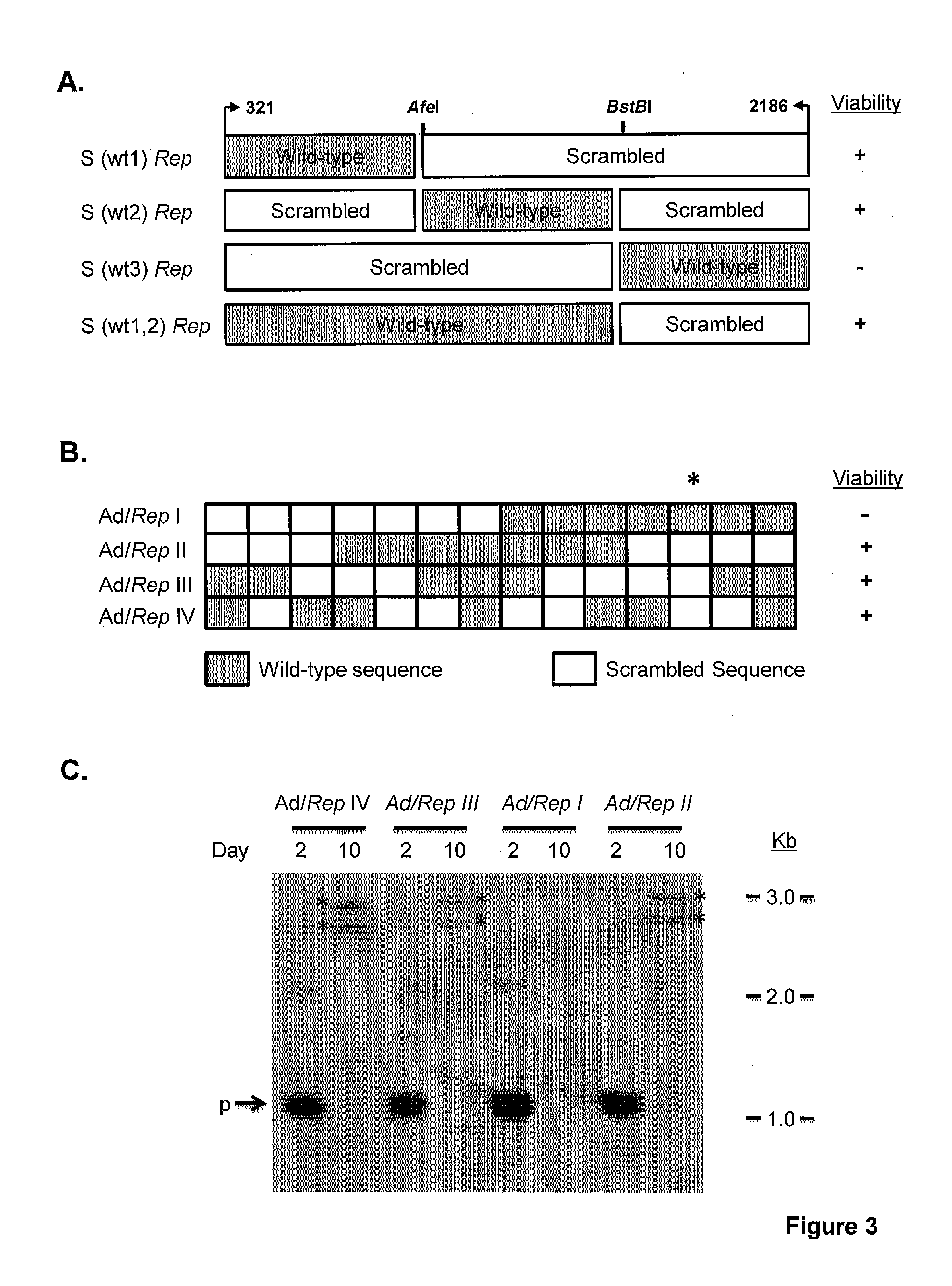 Adeno-associated-virus rep sequences, vectors and viruses