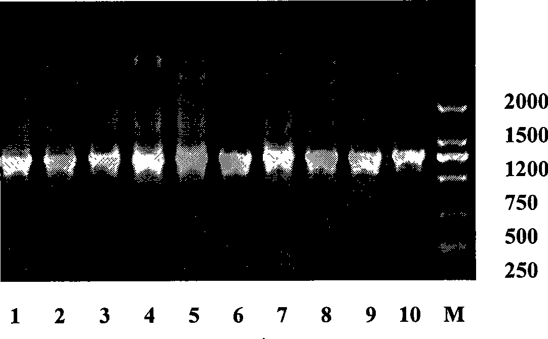 Oriental schistosomiasis resistant natural numerator vaccine specific single-chain antibody