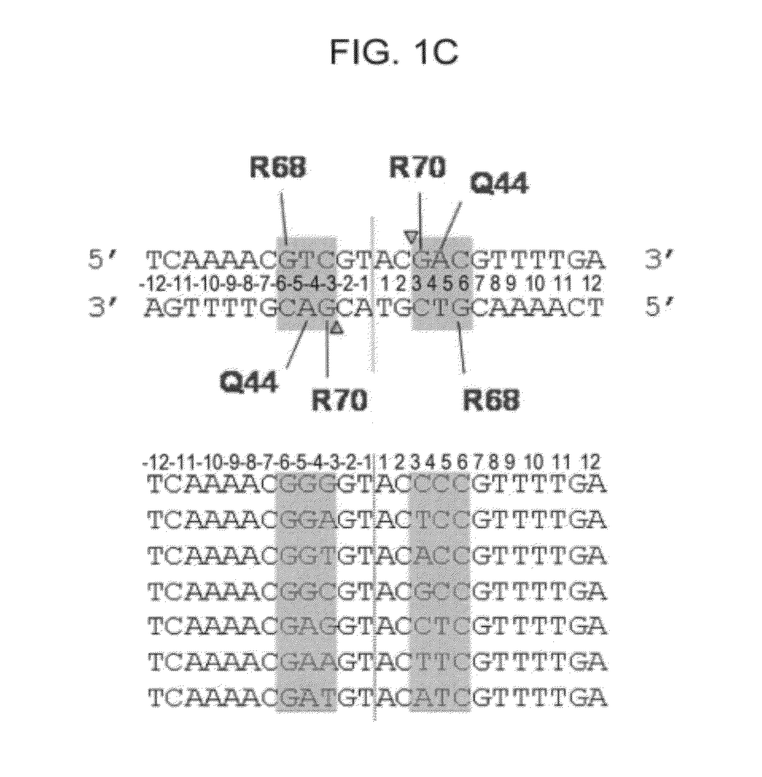 I-crei meganuclease variants with modified specificity, method of preparation and uses thereof