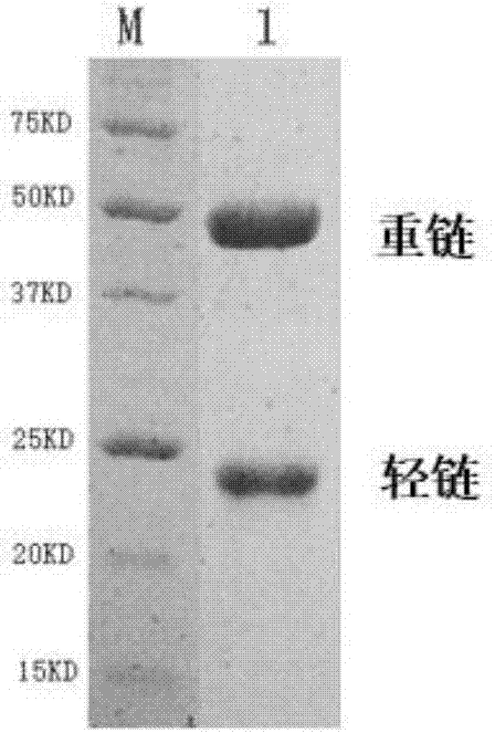 Colloidal gold test strip capable of simultaneously detecting type-1 and type-3 duck hepatitis A viruses and preparation method of colloidal gold test strip
