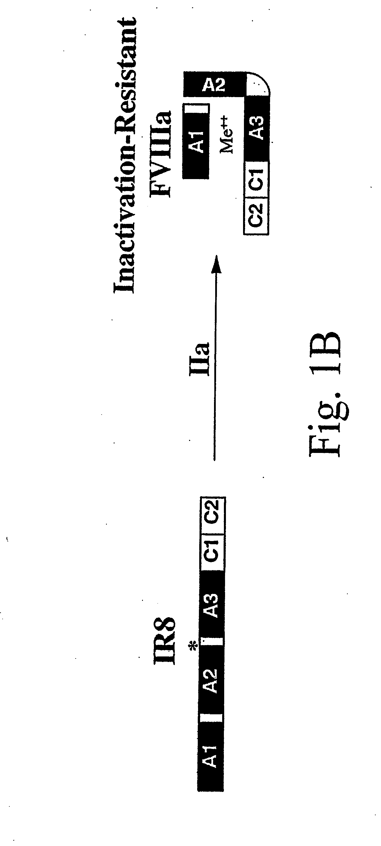 Method of Producing Factor VIII Proteins by Recombinant Methods
