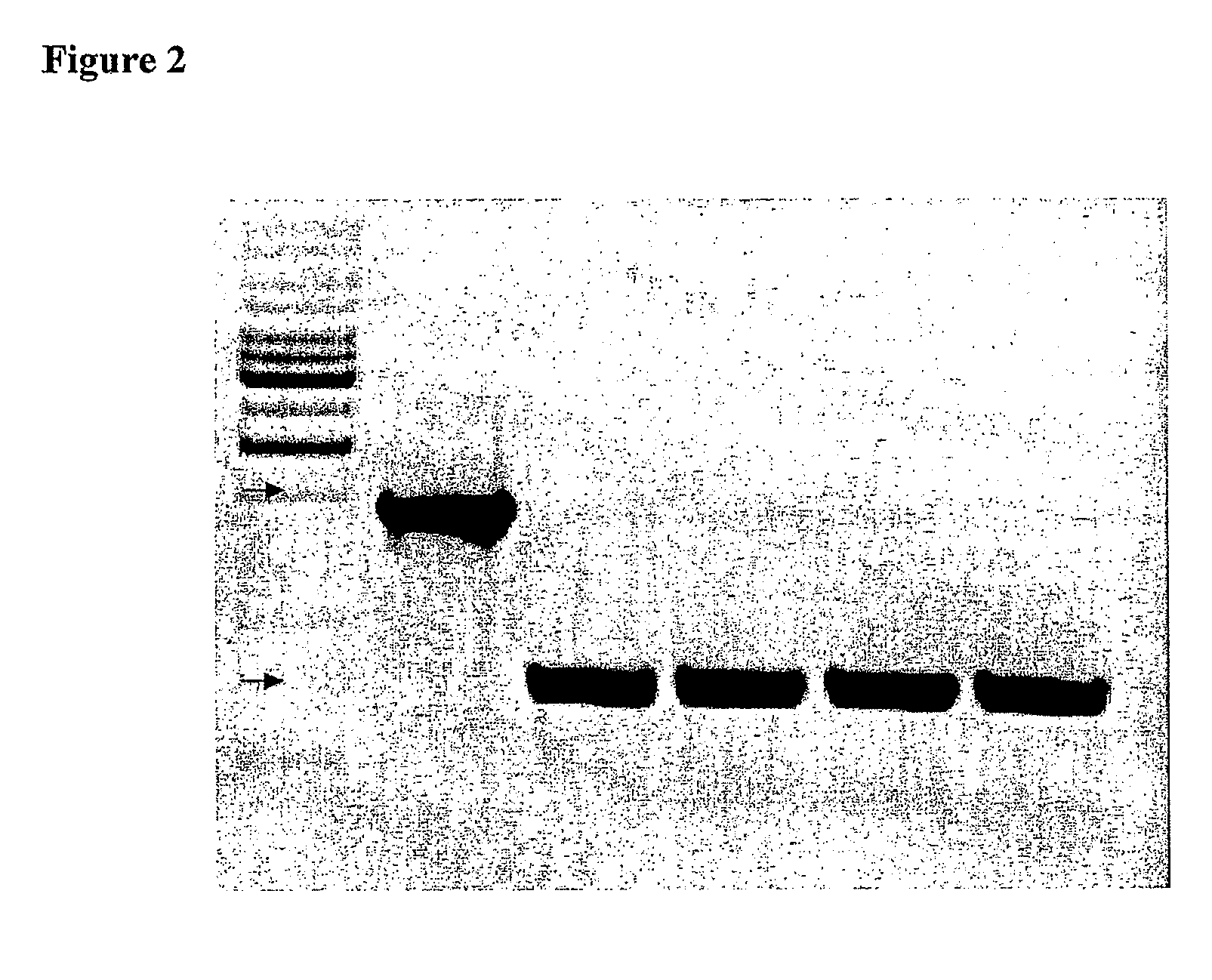 Attenuated Salmonella enterica serovar paratyphi a and uses thereof