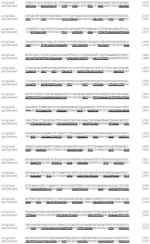 Nucleotide sequence encoding human receptor tyrosine kinase mer and application thereof