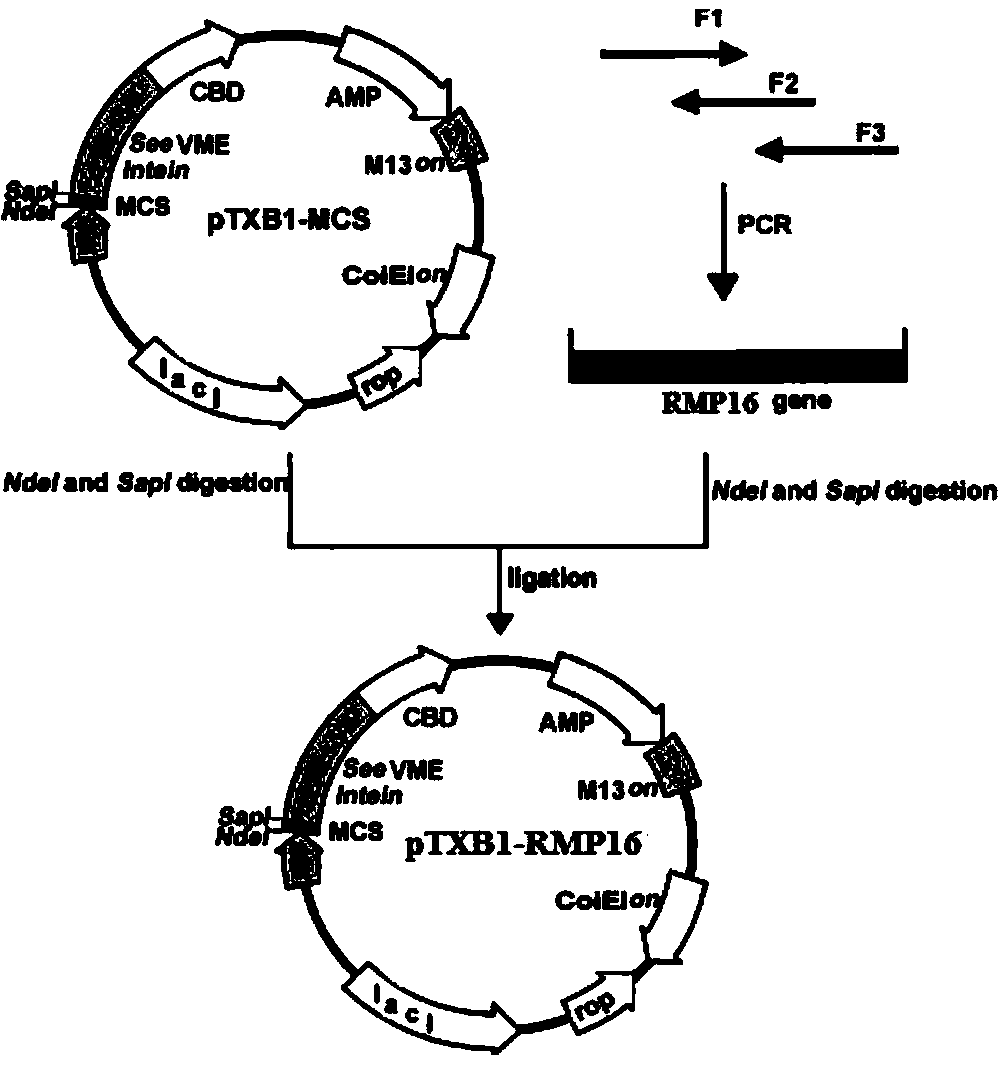 Gene-recombined TNF-alpha derivative RMP16 and preparation method and application thereof