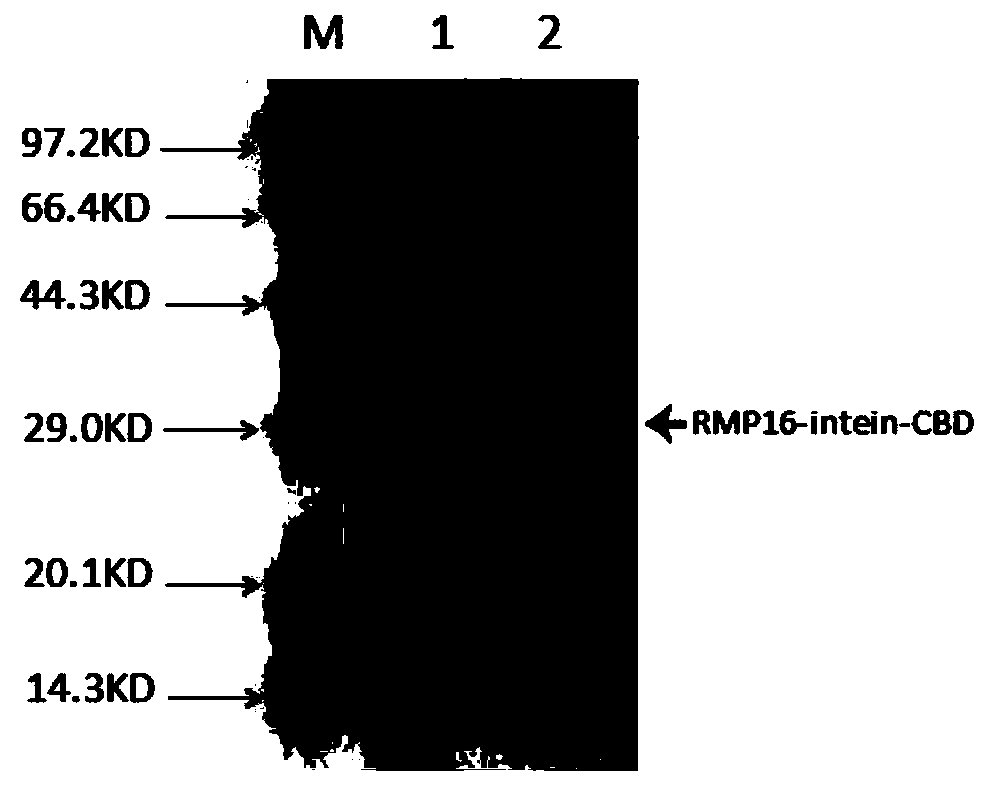 Gene-recombined TNF-alpha derivative RMP16 and preparation method and application thereof