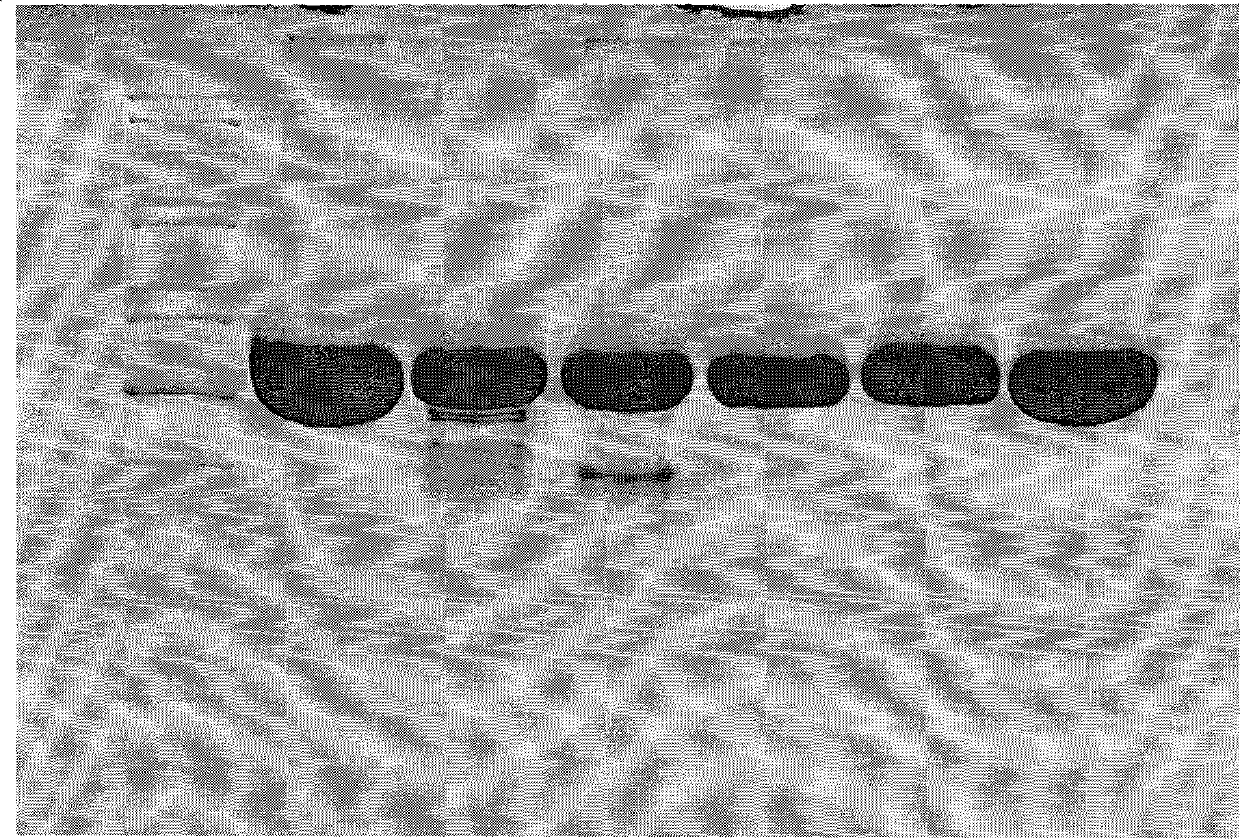 Process for separating and purifying recombinant human serum albumin and fusion protein thereof