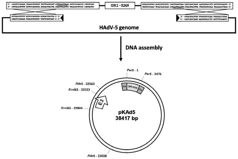 Replication-type recombinant adenovirus hadv-5 vector system and its application