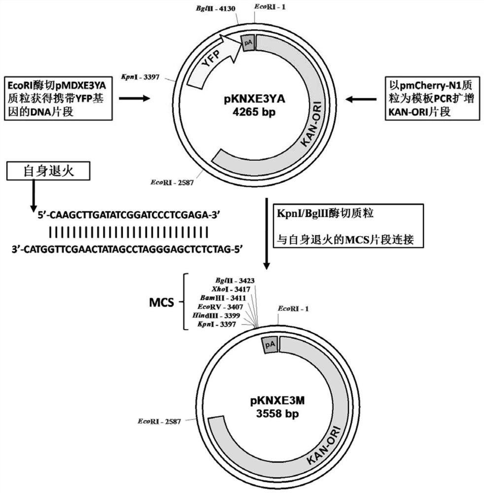Replication-type recombinant adenovirus hadv-5 vector system and its application