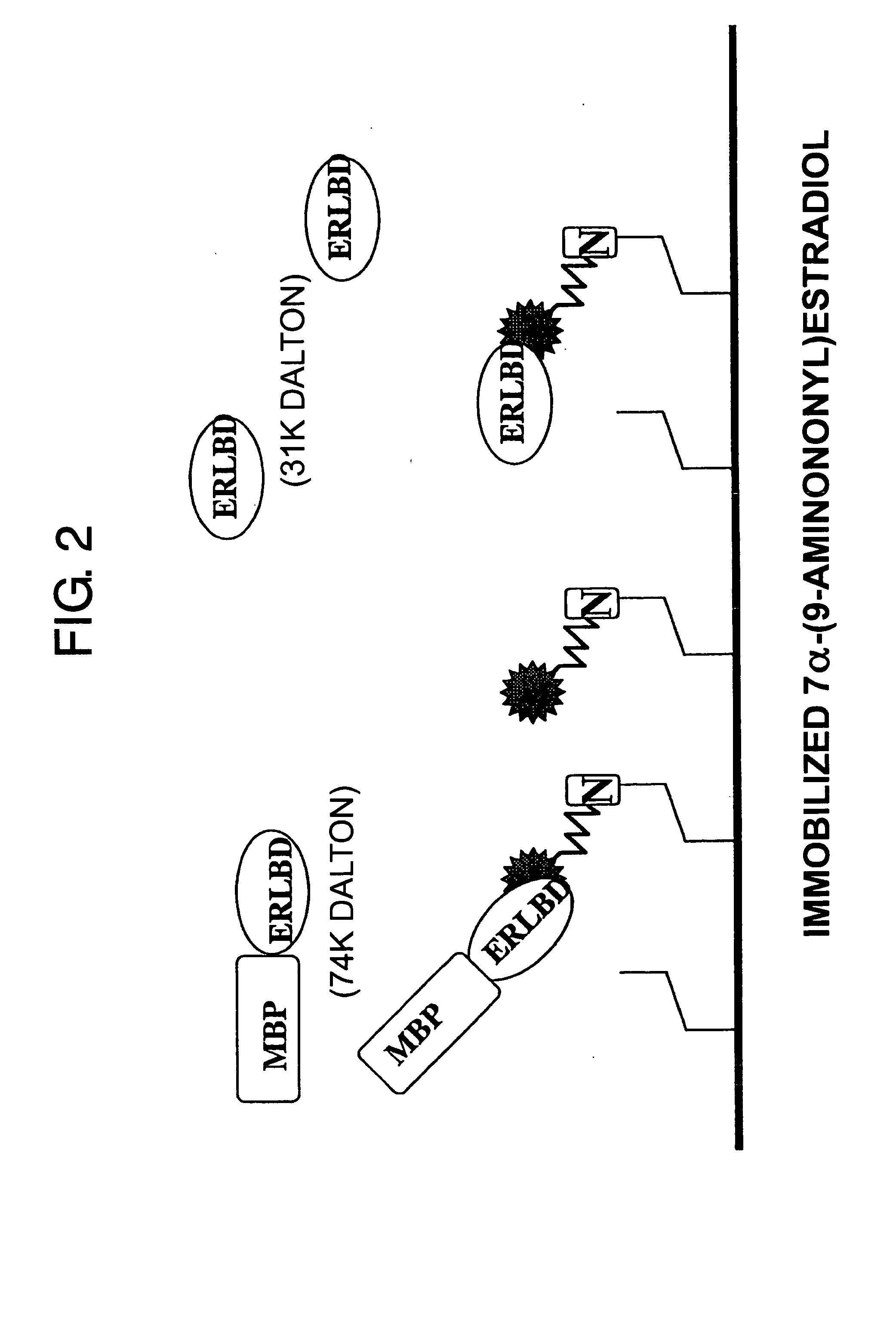 Methods for detecting binding of low-molecular-weight compound and its binding partner molecule