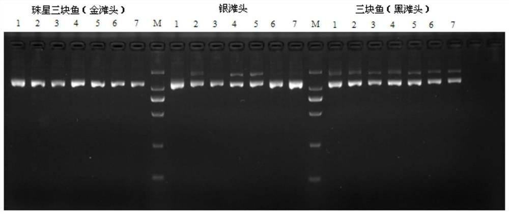 Molecular markers and methods for identifying Zhuxing three-piece fish and three-piece fish