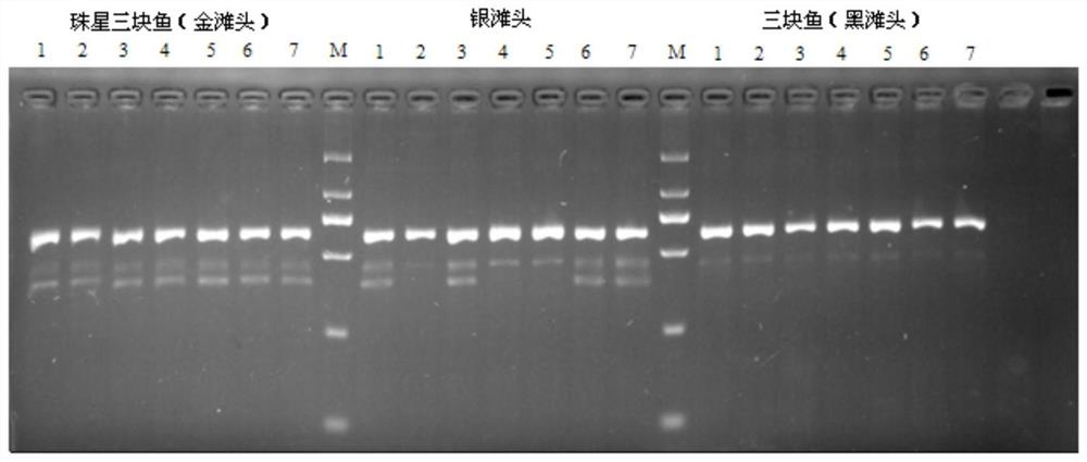 Molecular markers and methods for identifying Zhuxing three-piece fish and three-piece fish