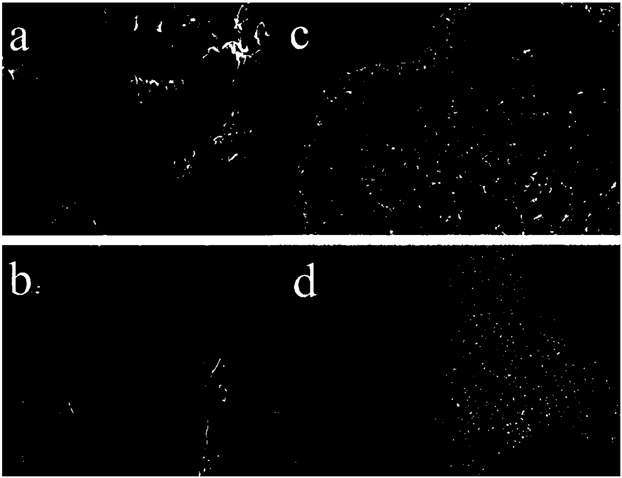 Mesoporous silica gel loaded with nanoparticles of Prussian blue and analogues thereof, and preparation and application thereof