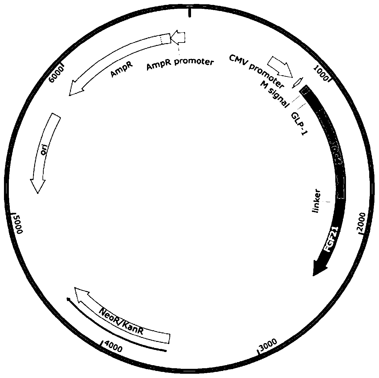 FGF21 Fusion Proteins and Method of Inhibiting Degradation Thereof