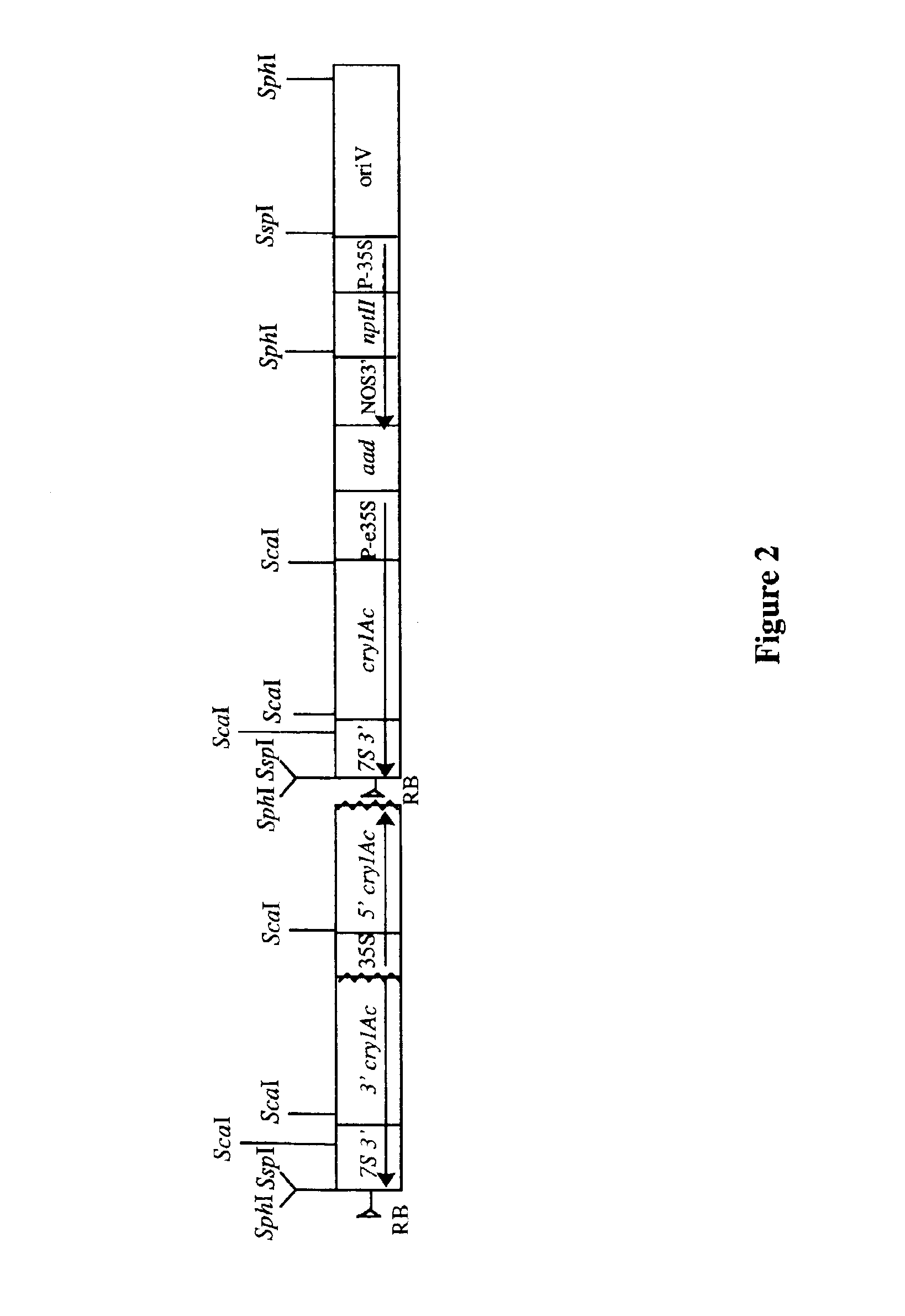 Cotton event PV-GHBK04 (757) and compositions and methods for detection thereof