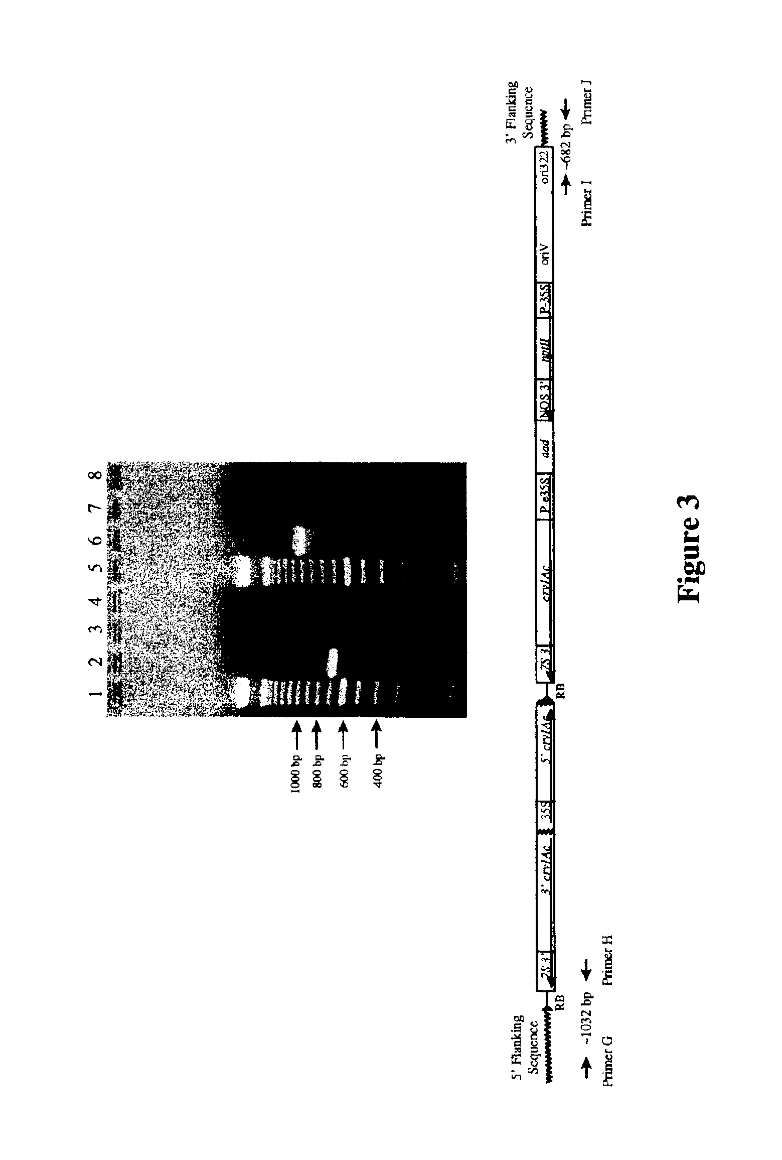 Cotton event PV-GHBK04 (757) and compositions and methods for detection thereof